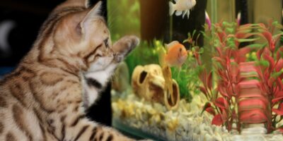 Not a Real Lover of the Pets Not a Real Lover of the Pets