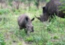 Rhinos in the Phase of Extinction, World needs to be Careful Rhinos in the Phase of Extinction, World needs to be Careful